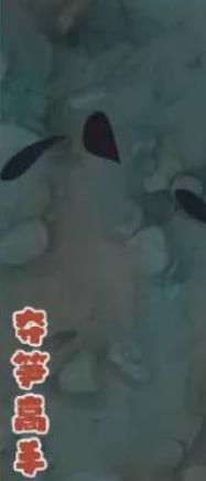 夺笋高手