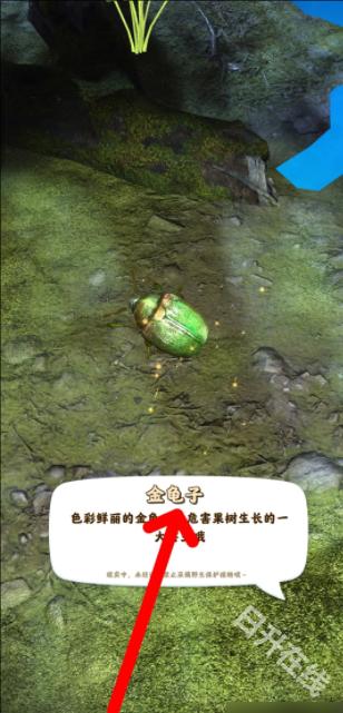 夺笋高手