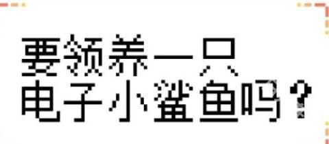 我的小鲨鱼
