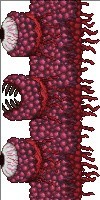 terraria官方正版